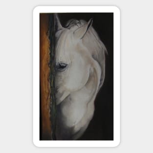 Shy White Horse Sticker